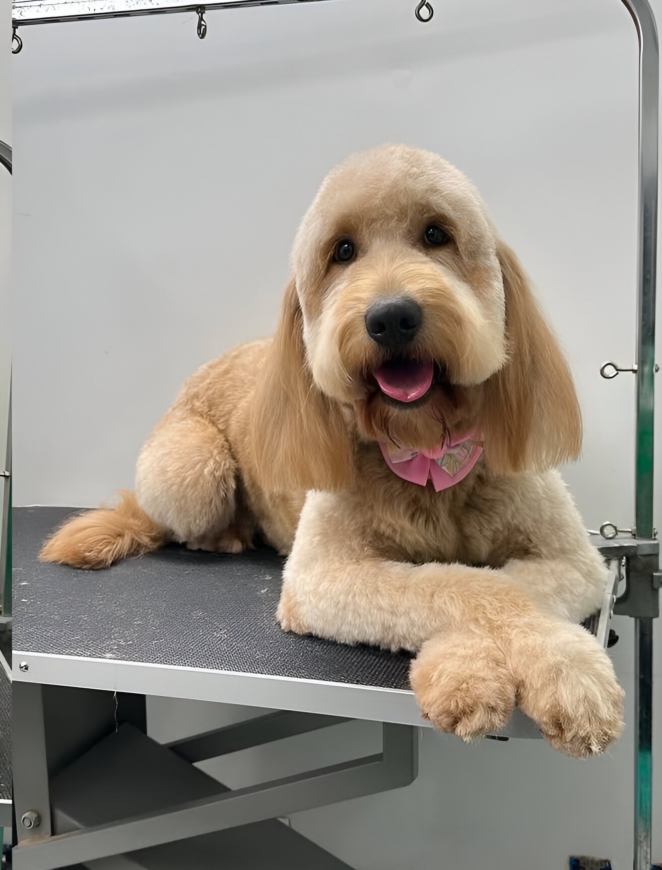 Grooming Profesional — Perro recién atendido